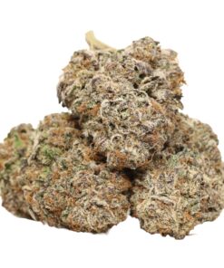 Kombucha AAAA+ Hybrid Craft