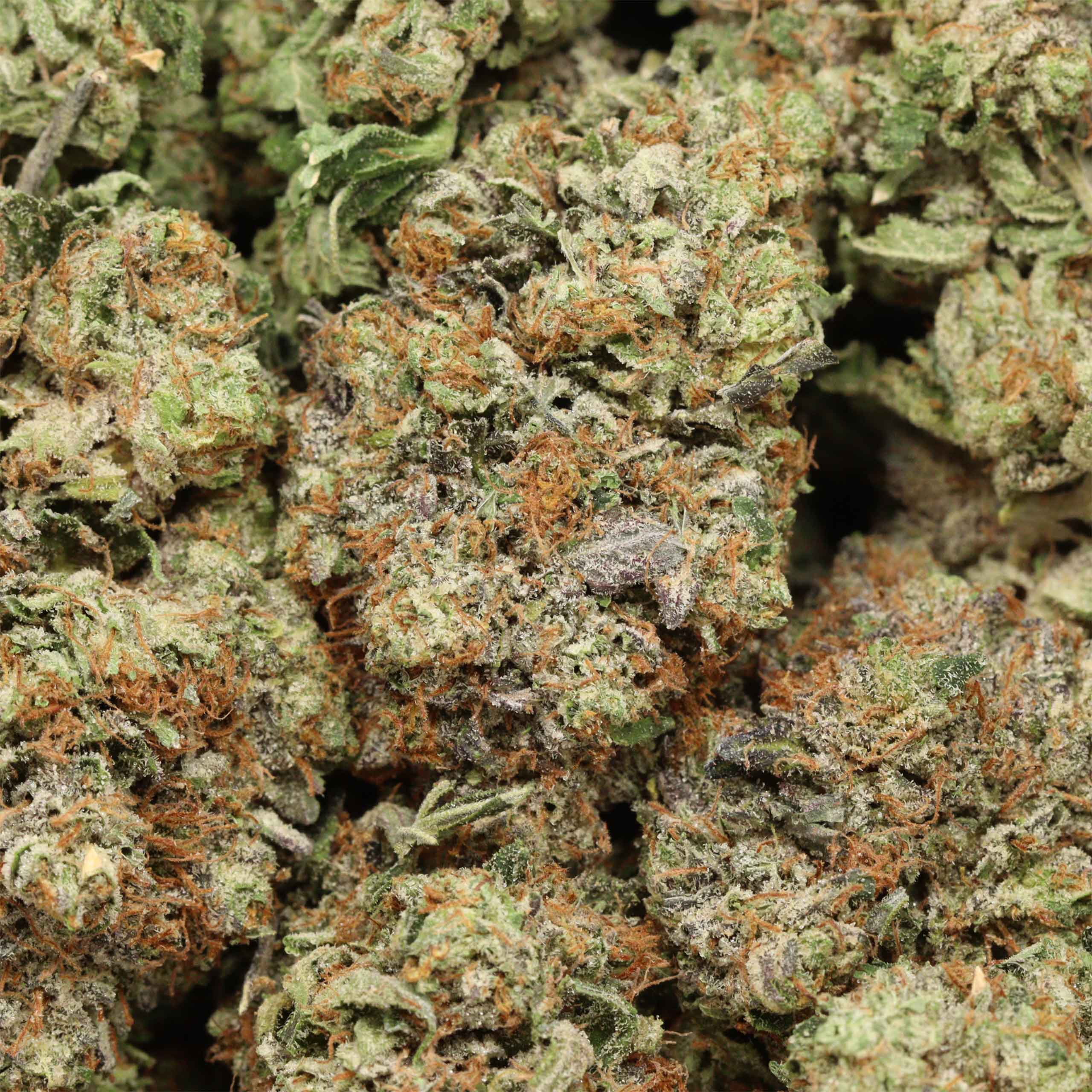 Pink Banner AAAA+ Indica Craft