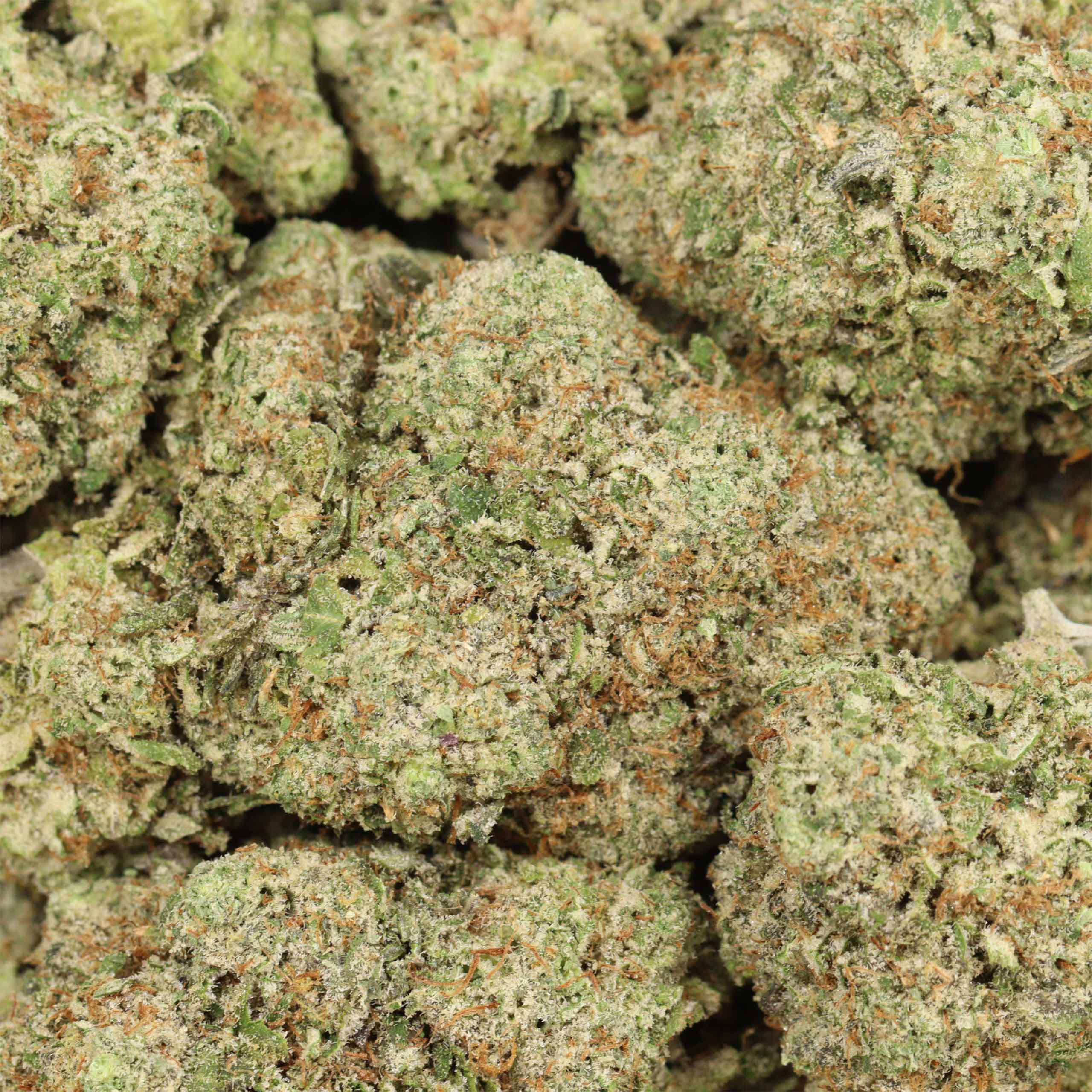 Rock Tuna AAAA+ Indica Craft